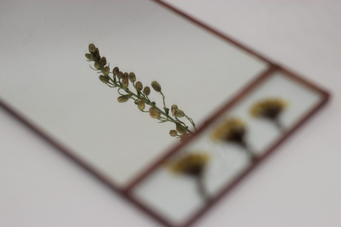 Vidrio Reciclado – Pieza con flores preservadas